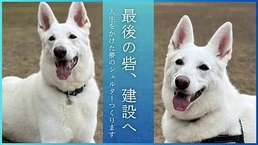 人生をかけた挑戦。行き場のない保護犬猫たちへ最後の砦をつくります！ のトップ画像