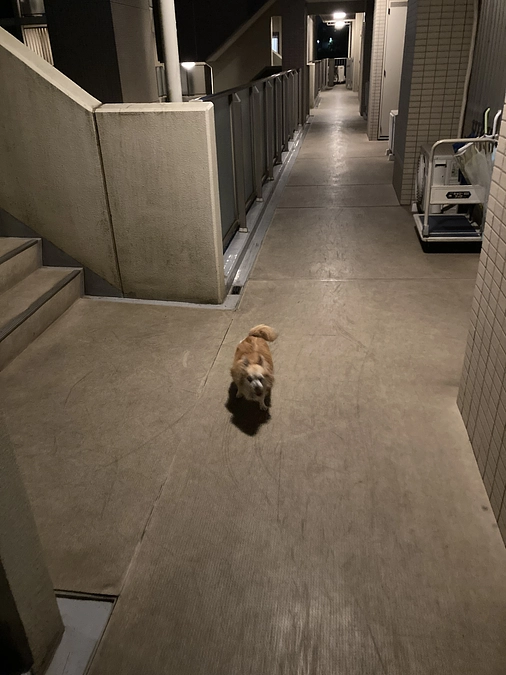 こつぶの治療状況のアップデート