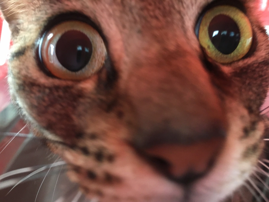 パトロール地域の皆猫より　2023/05/01～05/31　のご報告