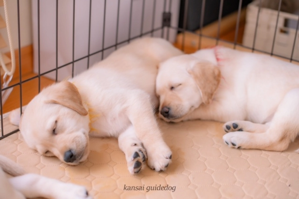 終了報告に関しまして