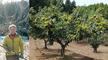 【和栗存続の危機】健康寿命が長い栗の樹を次世代へ継承したい のトップ画像