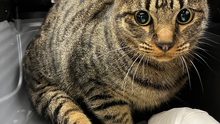 保護猫ピギャーくんをこれからも歩けるようにしたい