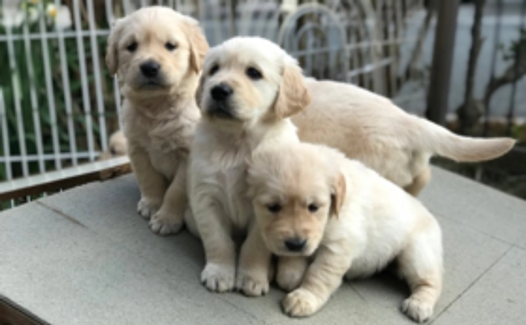 【社会で支える盲導犬！を応援】1万円