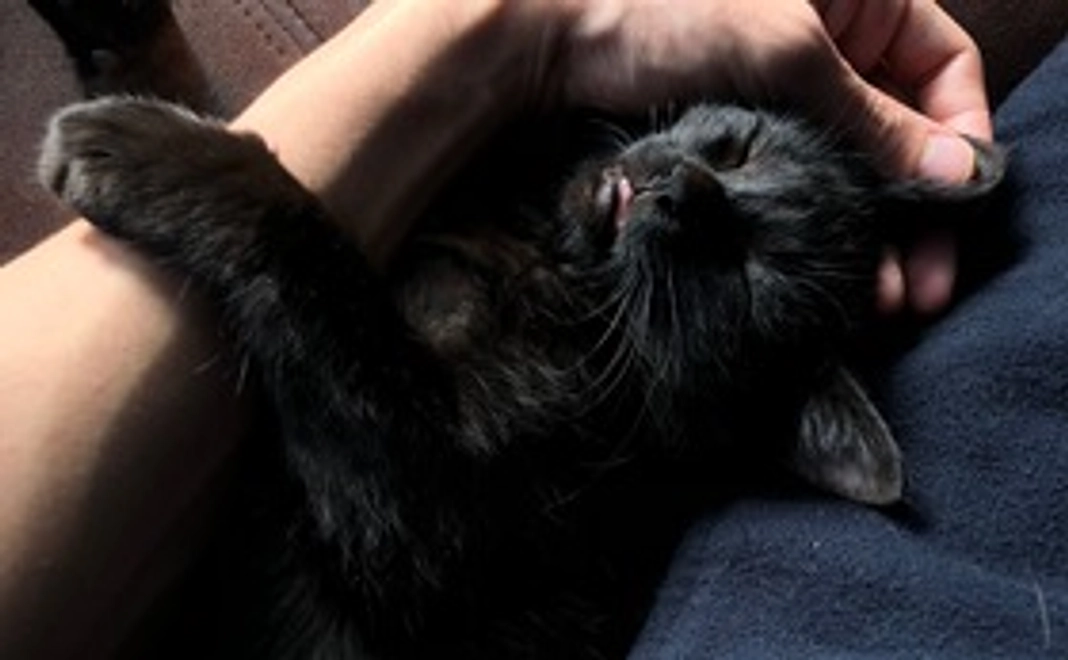 【1000円】ぶんちゃん治療応援費用