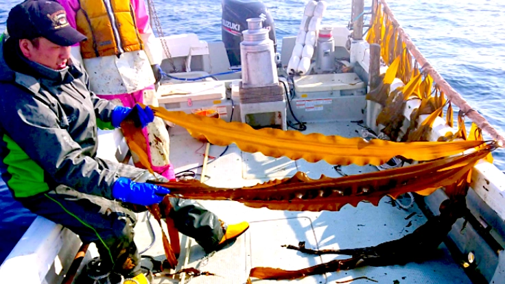 高級食材「利尻昆布」に並ぶ、新たな特産品を日本中に届けたい！