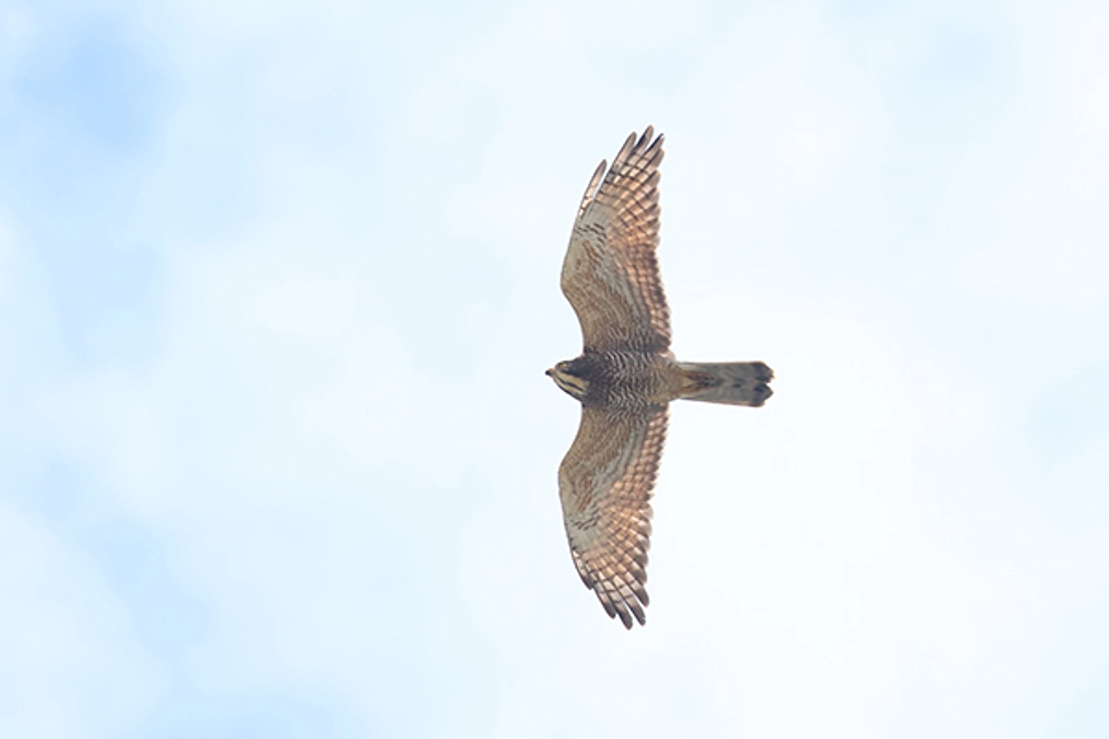 サシバの渡りが始まりました