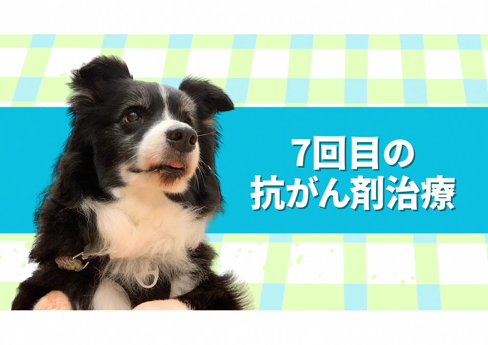 抗がん剤治療7回目