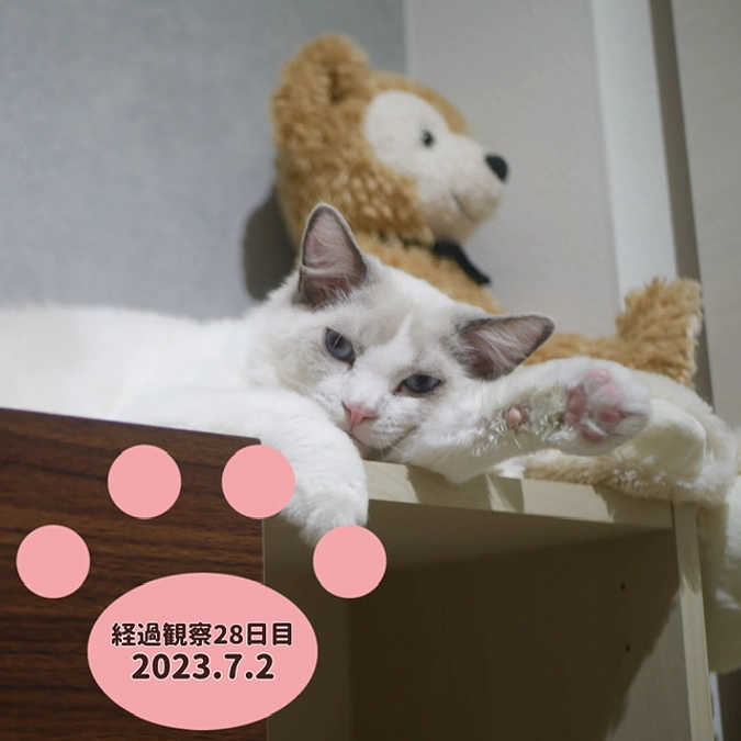 経過観察28日目(2023.7.2)