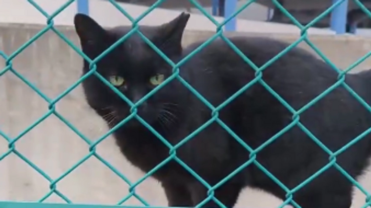 黒猫ちゃん🐈‍⬛