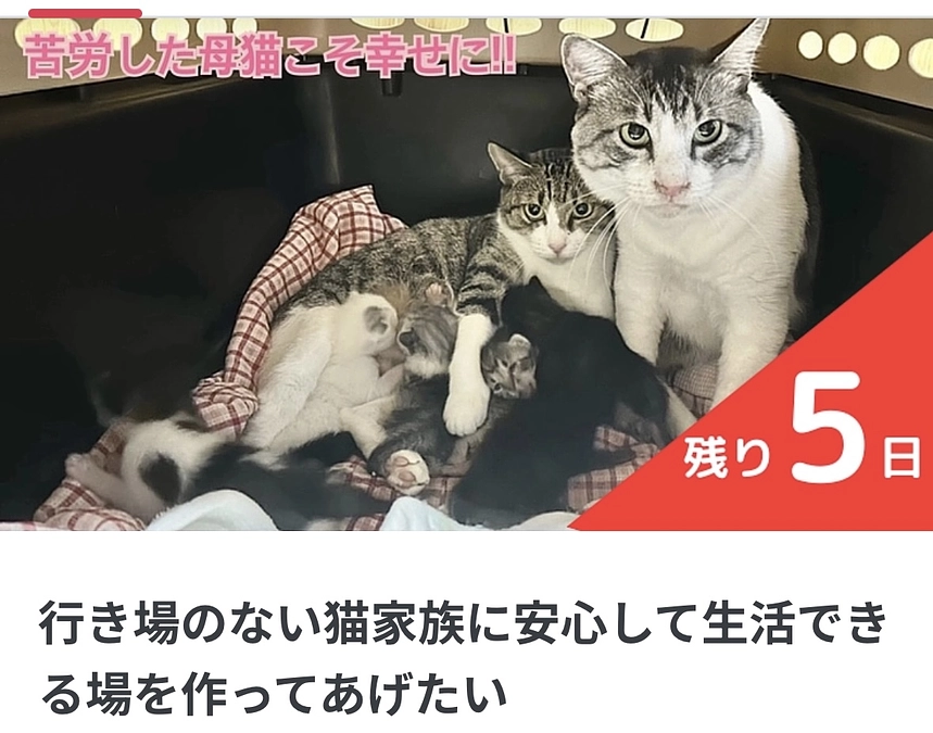 私を残して虹の橋を渡りました