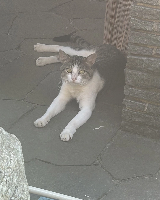 高齢者とペット飼育