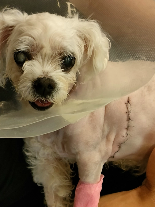 はなこ順調に回復しています🎉🎉