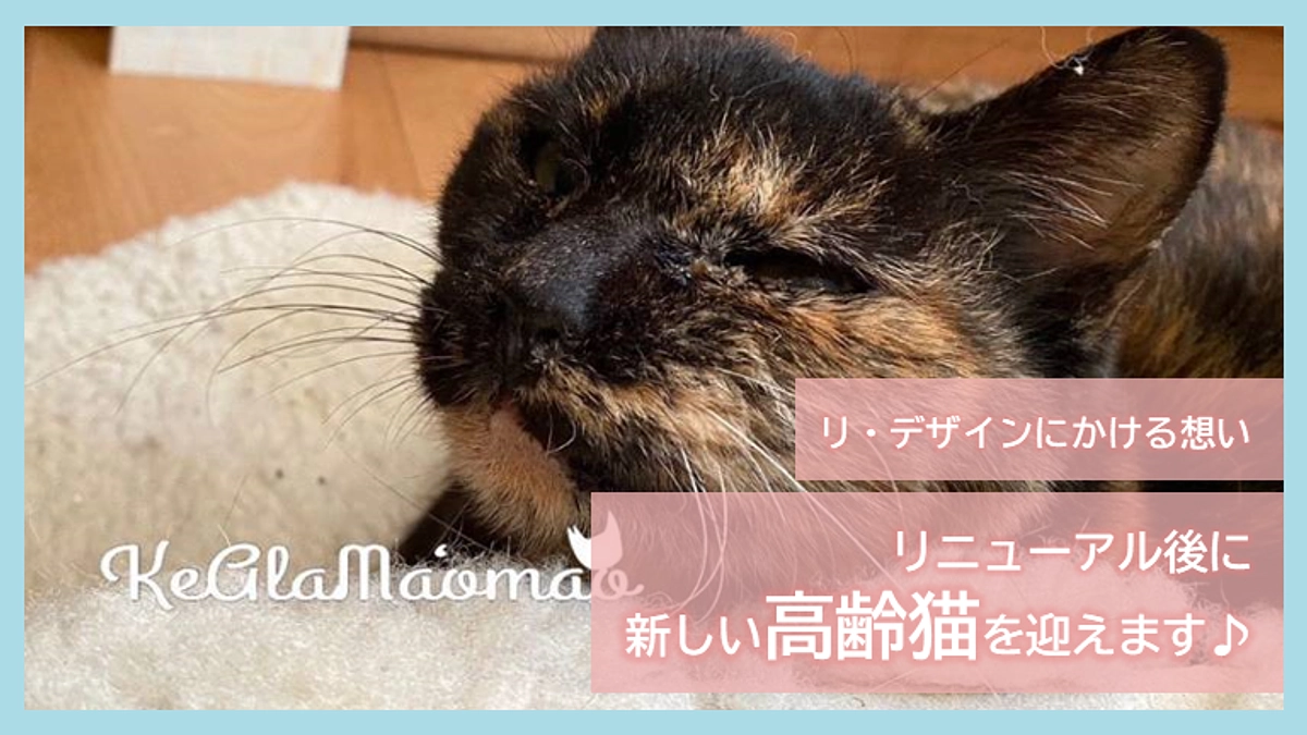 リ・デザインにかける想い｜リニューアル後に新しい高齢猫を迎えます♪
