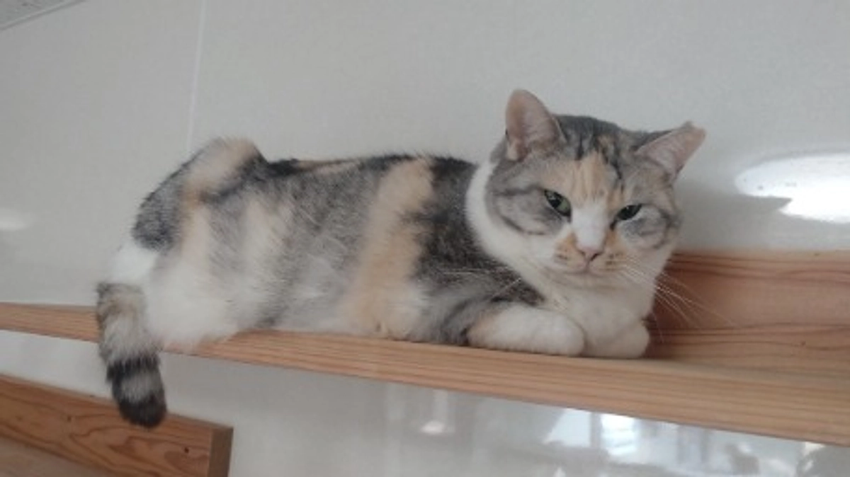 【進捗状況⑰】リターン「活動報告レポート」を送付いたしました。