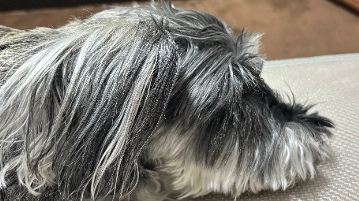 ロイが緊急入院しました。