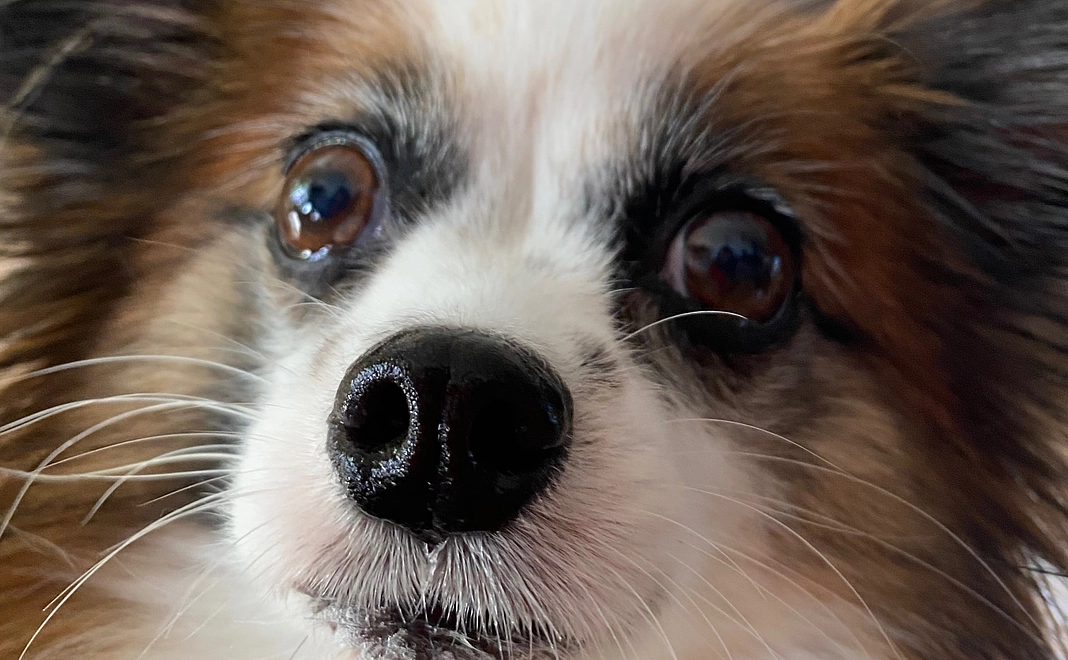 トリュフへのご支援ありがとうございます1