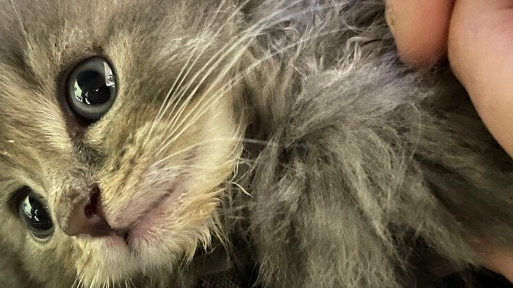 FIP(猫伝染性腹膜炎)を発症したらいちゃんを助けてください