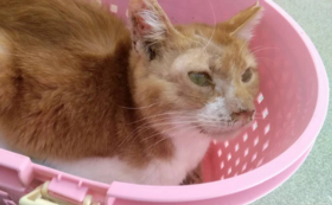 【10,000円】おりたてネコものおがたり応援コース