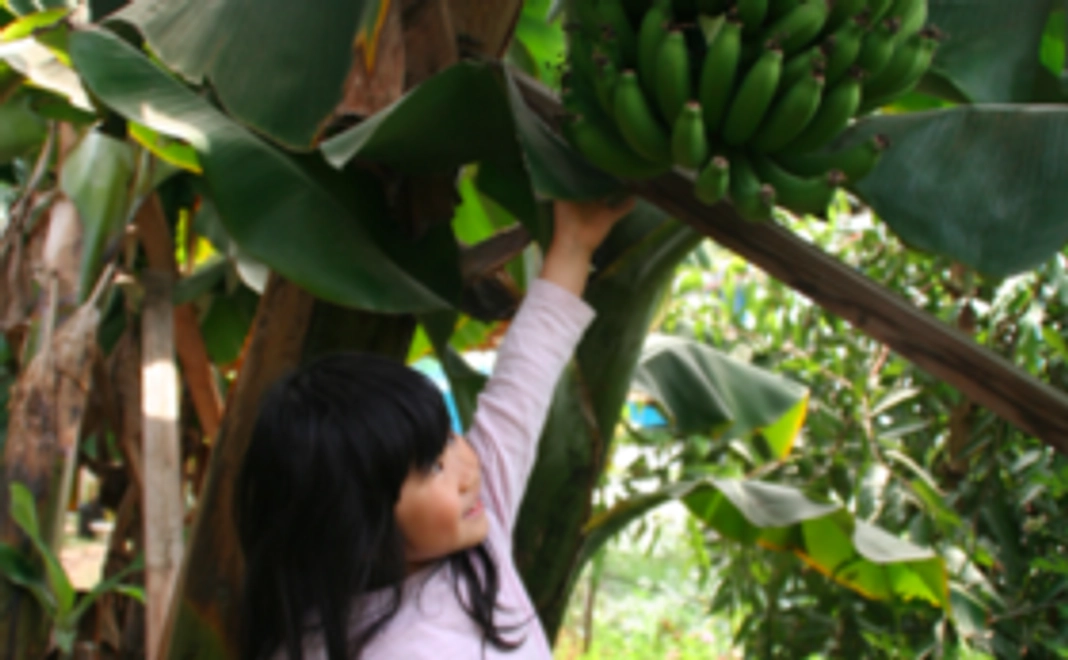 バナナの大苗（バナナ収穫用）