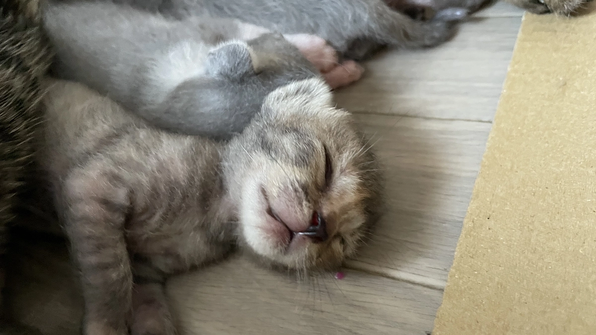 多頭崩壊現場でのお話