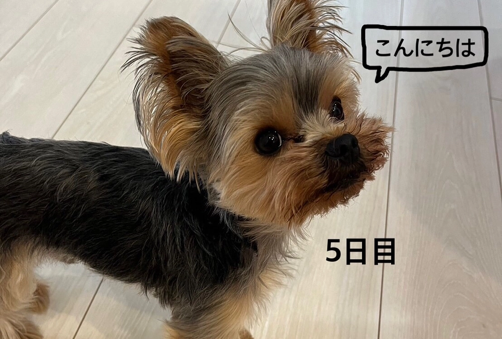 こんにちは☀️(5日目)