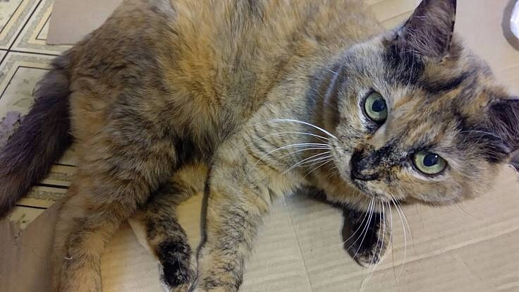 お腹いっぱい食べたいにゃん