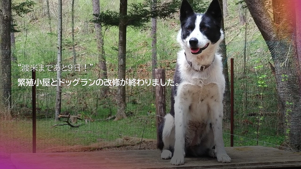 渡米まであと９日！　繁殖小屋とドッグランの改修が終わりました！