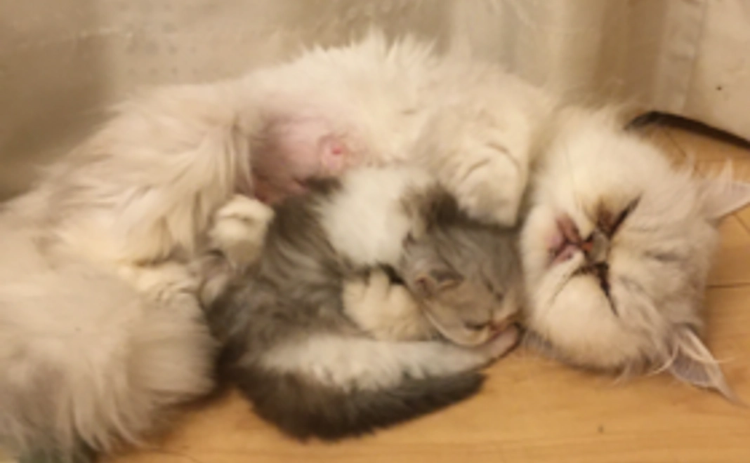 ララちゃん頑張って！メールでのお礼