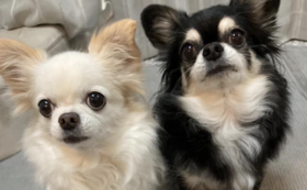 ココへの応援２