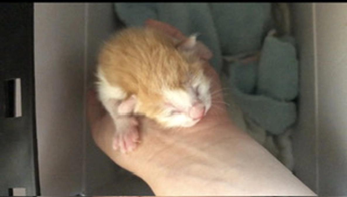 保護猫ちゃん達ご紹介