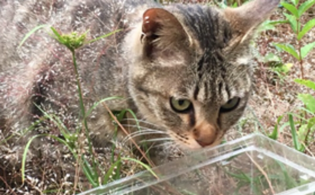 猫めしごちそうさまコース1000