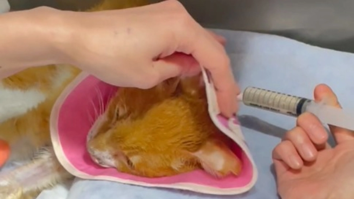 チームZEROのちゃちいくん