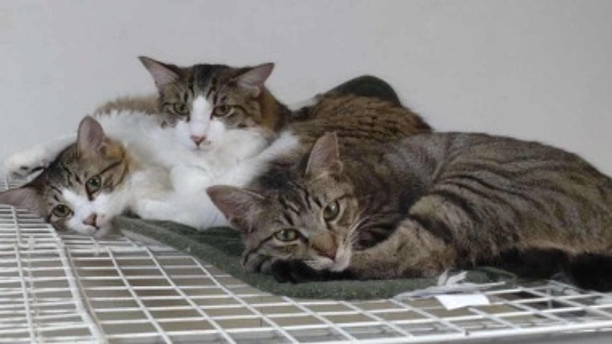 残り1日になりました。最後までよろしくお願いします。