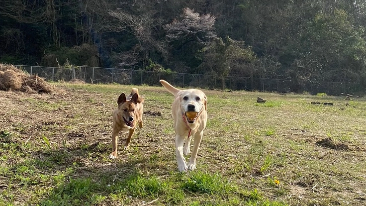 保護犬や保護猫、そして人も笑顔になるパークを創りたい!