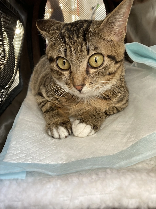 5/10の診察のご報告です。