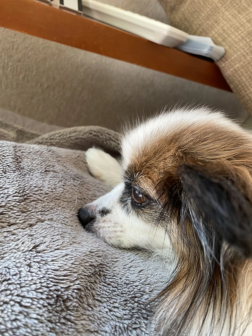 🌼*･咳が出て、お腹の調子の不調🌼*･