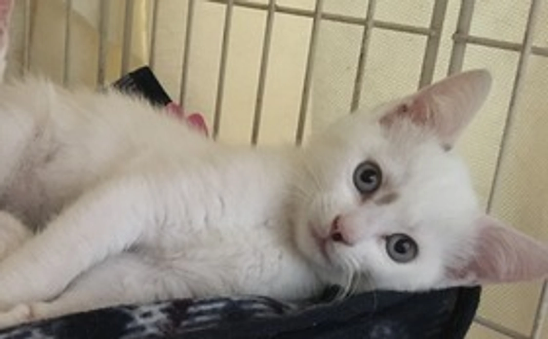 ヴェルちゃん頑張れ－3000円