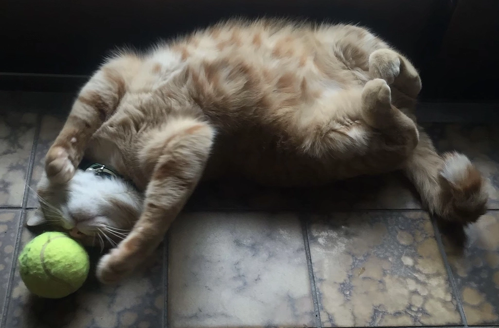 わたしのレジリエンスストーリー⑲　～　寄り添うひとこと　　　　　