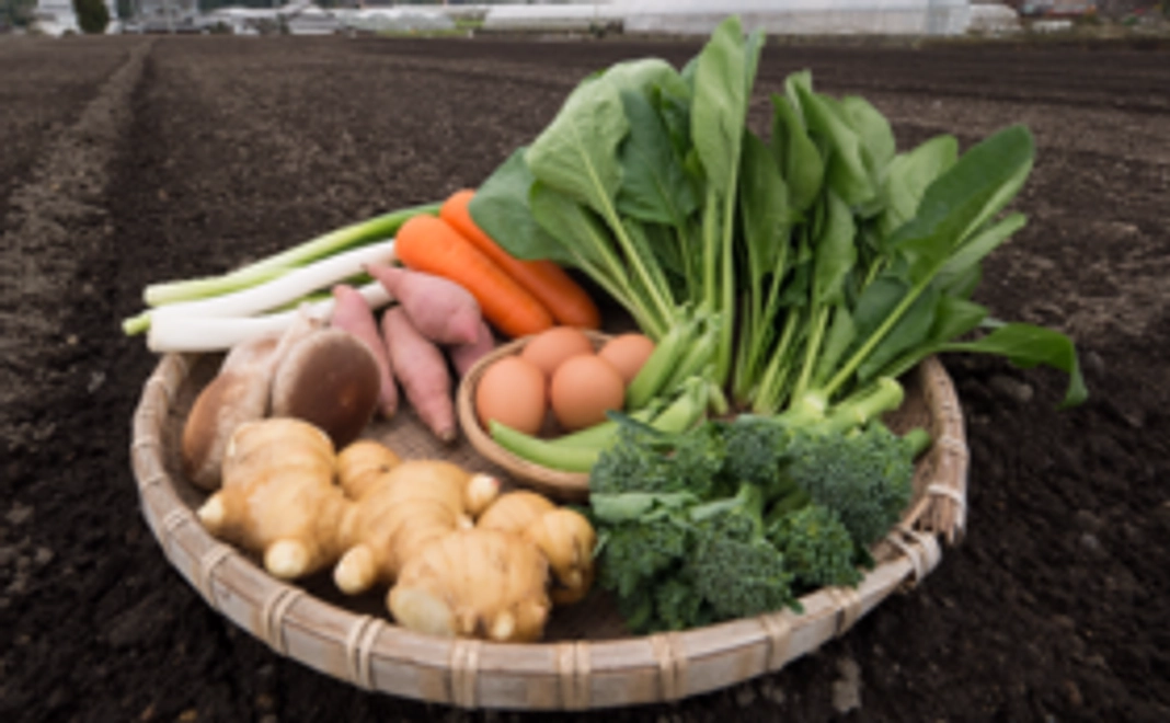 土いじりコース〜旬の詰め合わせ〜