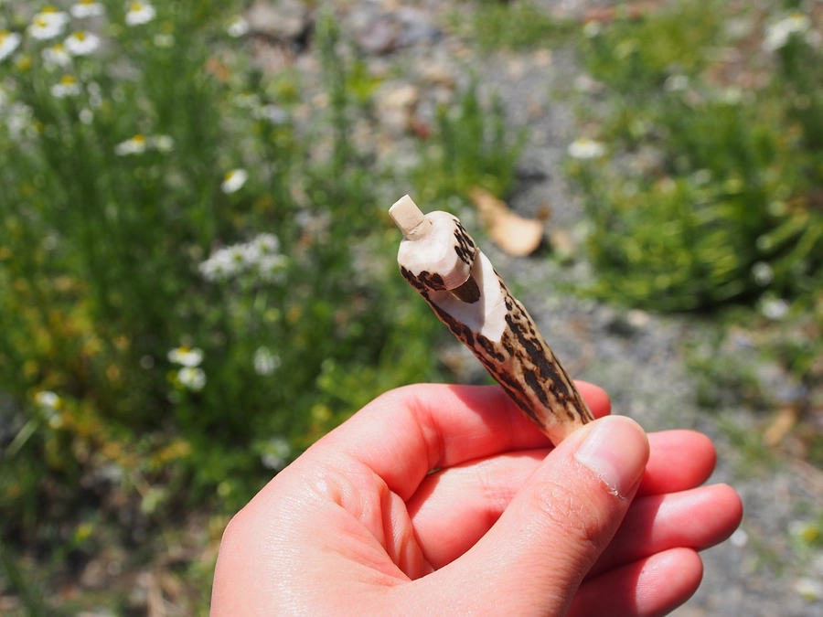 A deer photographer and the deer horn whistle