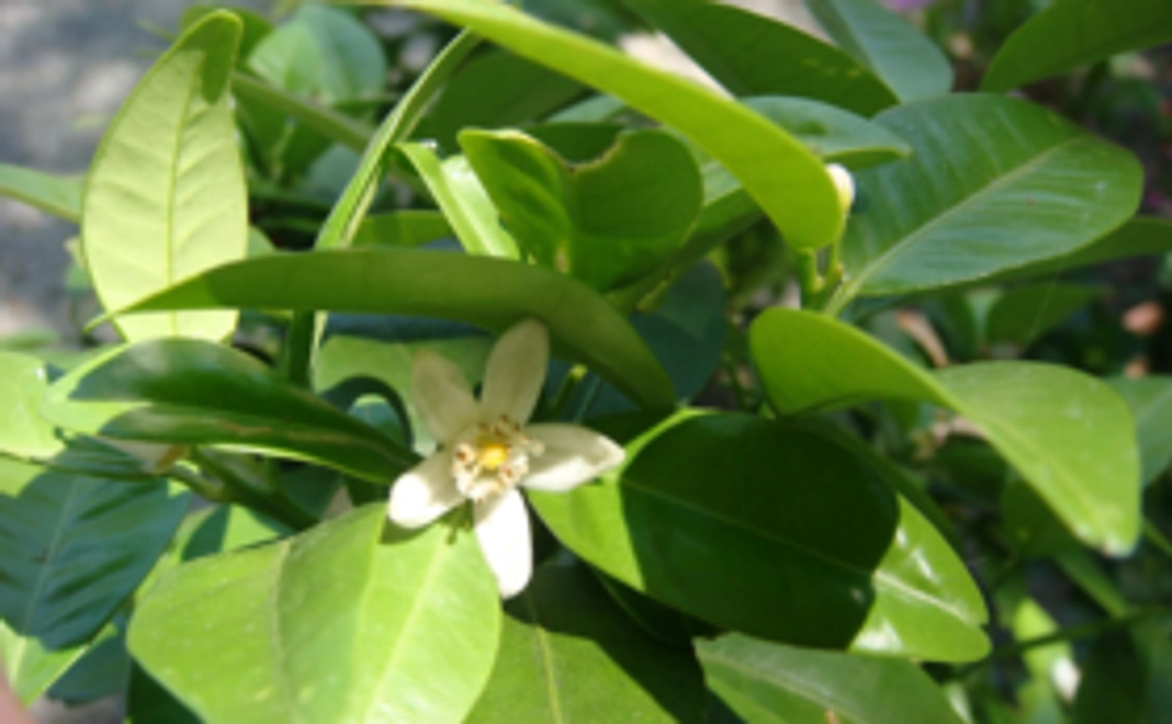 「幻の橘胡椒」をお届け致します。