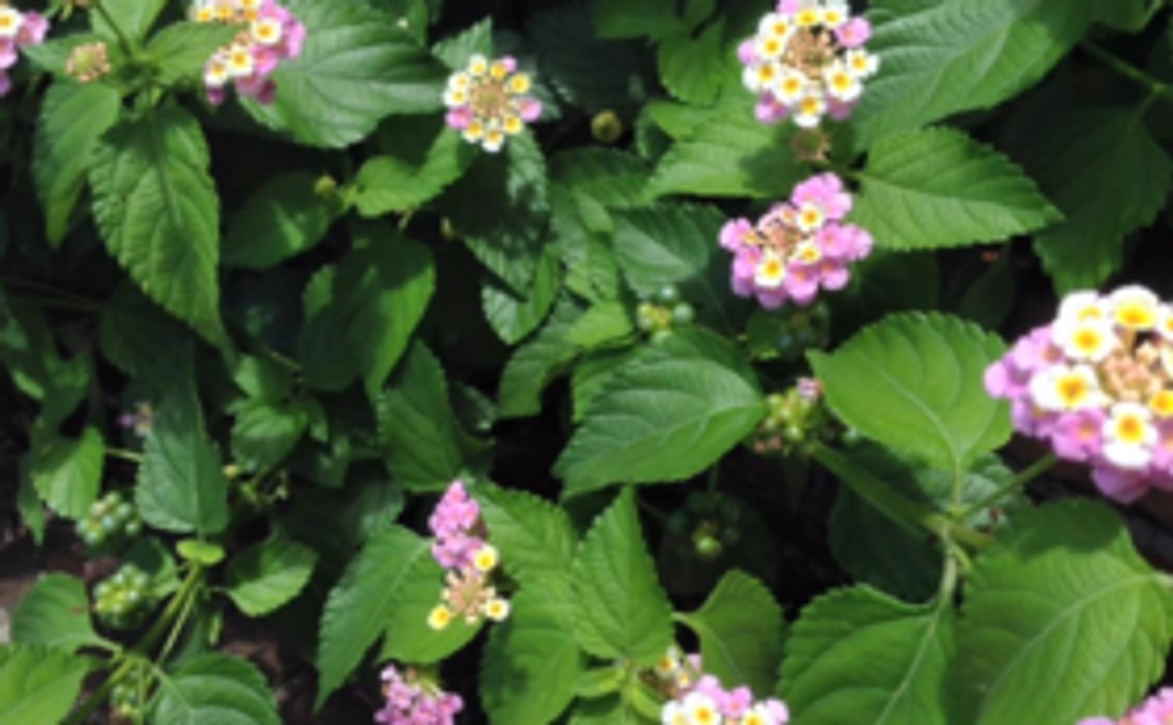 「真心」応援コース