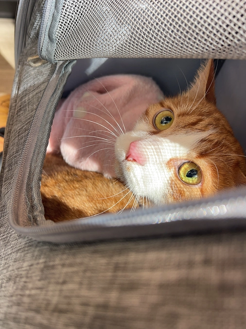 定期検査にきました