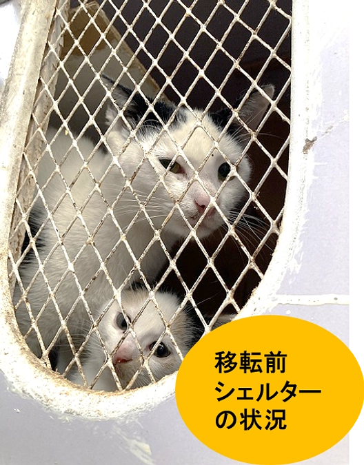 今日、移転前のシェルターを訪問しました