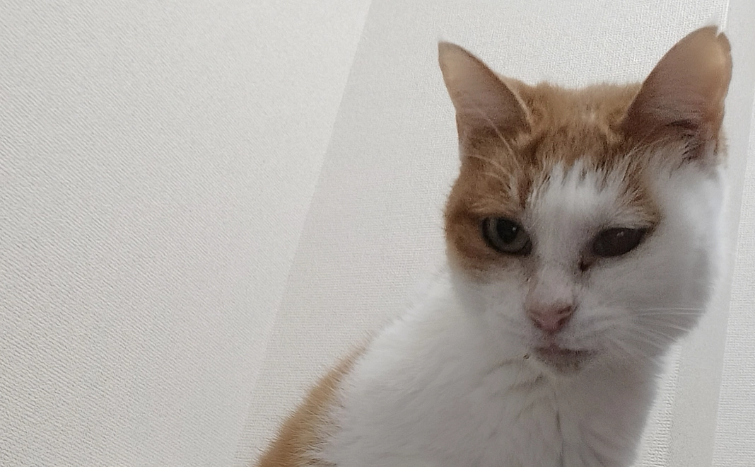 感謝のメール送らせていただきます。