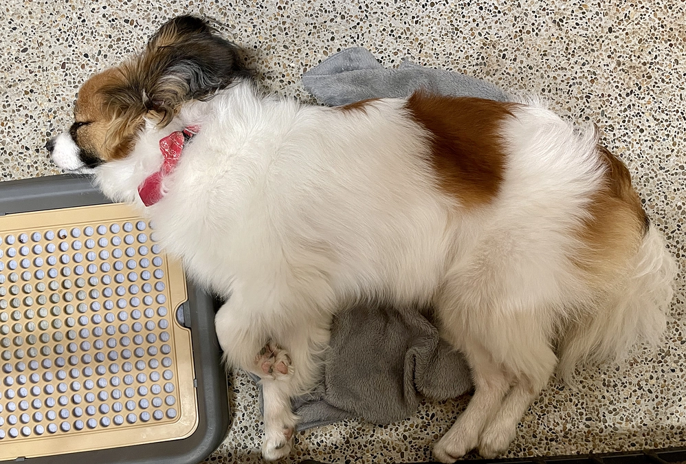 残り４日　どうか皆様　再度の再度のお願いです