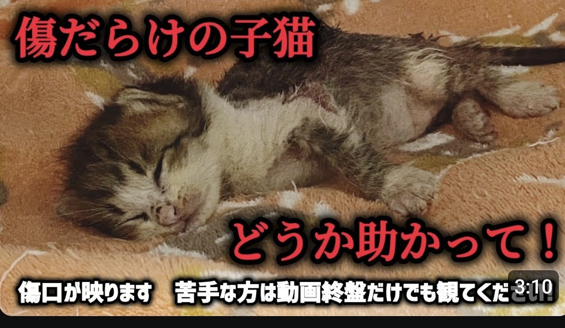 小さな小さな傷ついた子猫のレスキューがありました