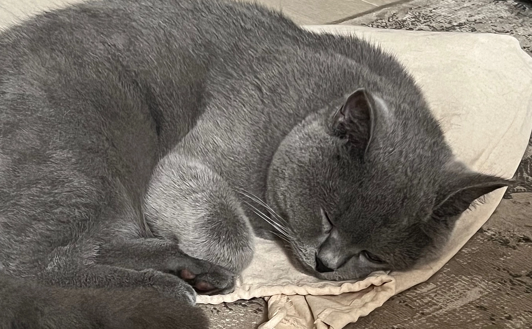 ドムくん応援(1000円)