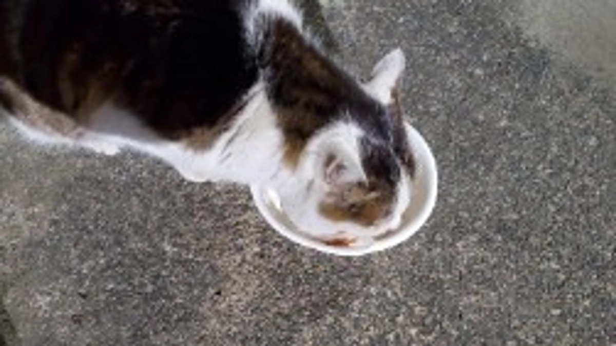 2/19の猫達。風が冷たく痛いくらいの寒さでした。