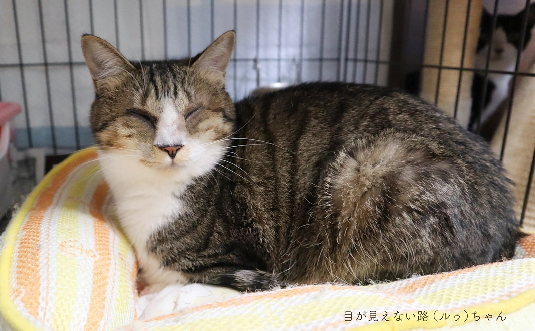 毎月3千円コース